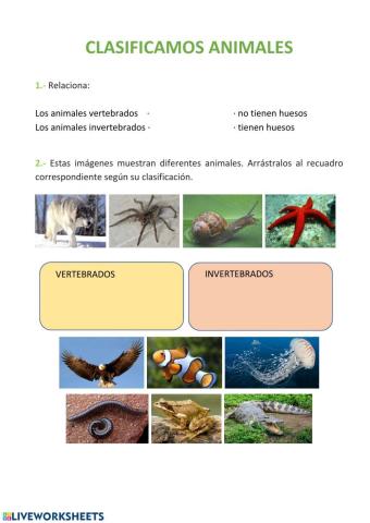 Clasificación animales