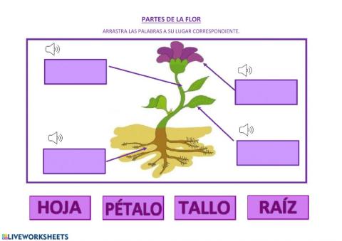 ARRASTRA LAS PARTES DE LA FLOR