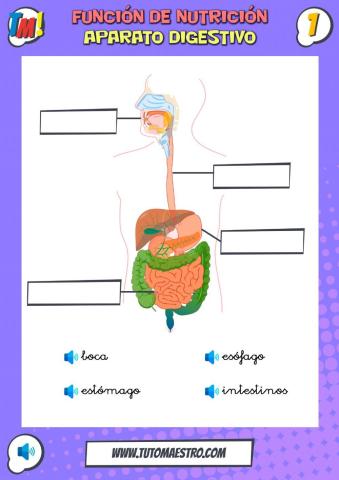 Nutrición. Aparato digestivo.