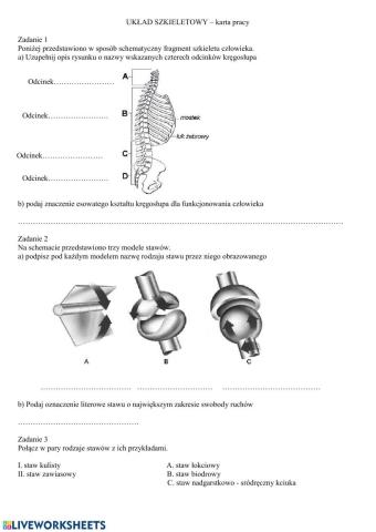 Układ szkieletowy - karta pracy
