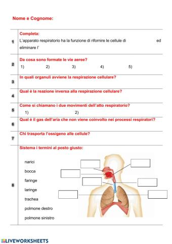 L'apparato respiratorio