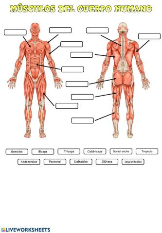 Los músculos del cuerpo humano