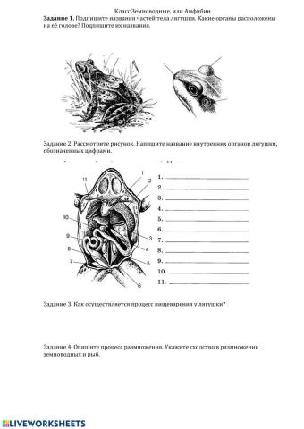 Земноводные