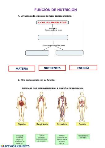 La función de nutrición