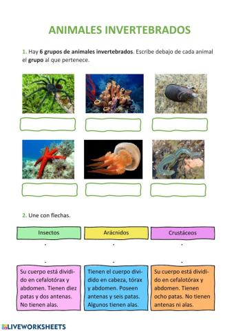 Animales invertebrados