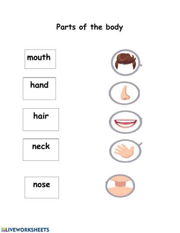 Parts of the body