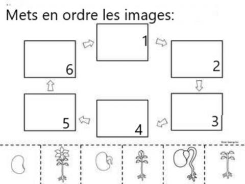 Cycle de vie d-une plante