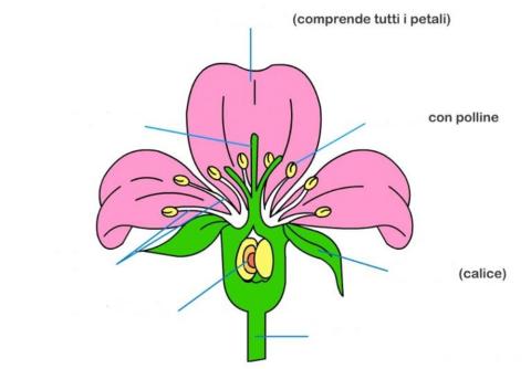 Le parti del fiore.