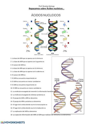Repaso Ácidos nucleicos