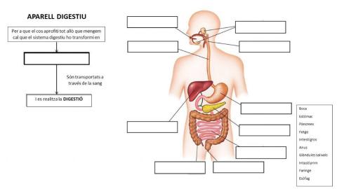 Aparell digestiu