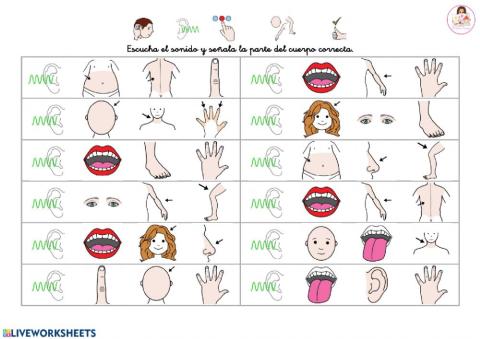 Las partes del cuerpo