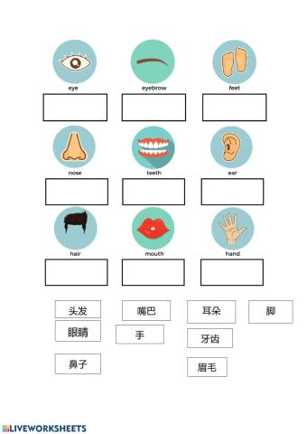 Body parts in Mandarin