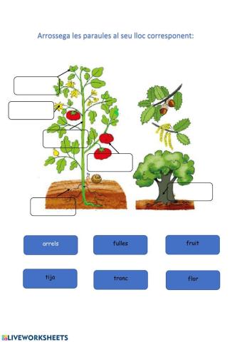 Parts de la planta