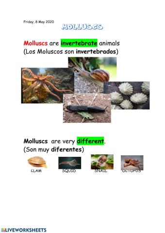 Molluscs