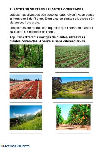 Plantes conreades i silvestres