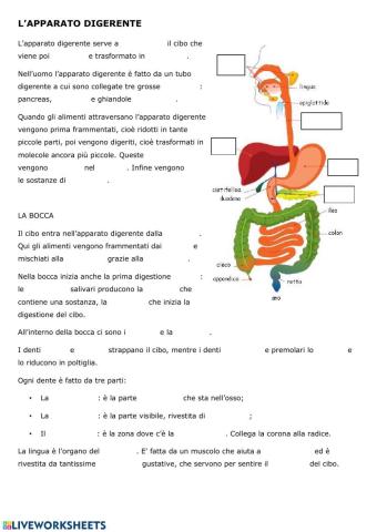 L'apparato Digerente