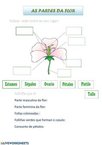 As partes da flor