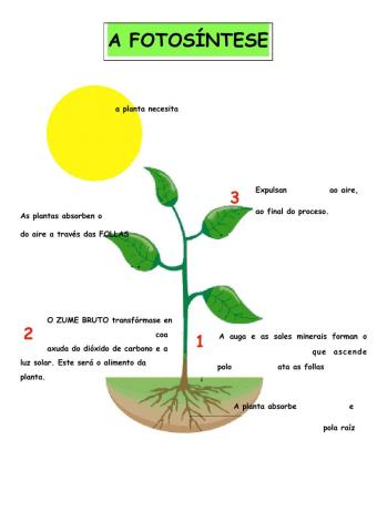 A fotosíntese