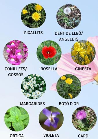 FLORS i PLANTES DE PRIMAVERA