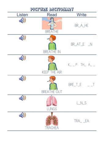 Respiratory system