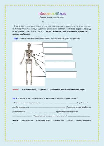 Опорно-двигателна система на човека.