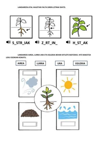 Zer behar dute landareek bizitzeko? (4)