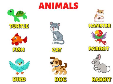 Animals