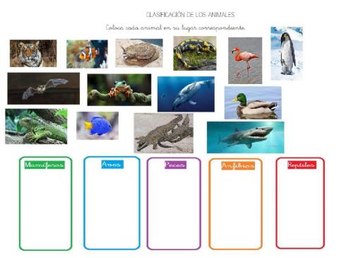 Clasificación de los animales