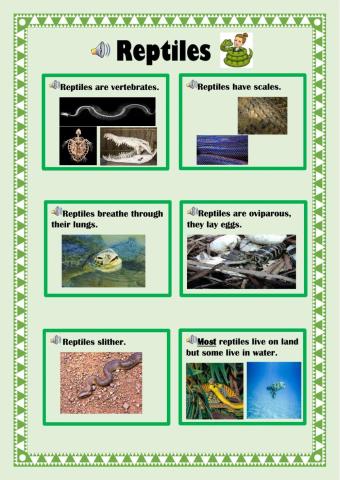 Reptiles