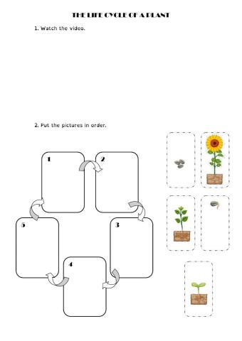 Life cycle of a plant