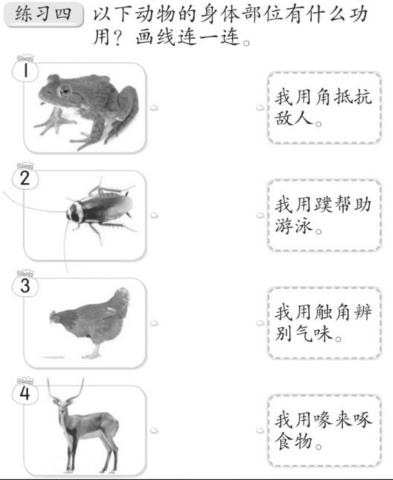 Pg 26 动物的身体部位