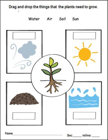 Plants around us