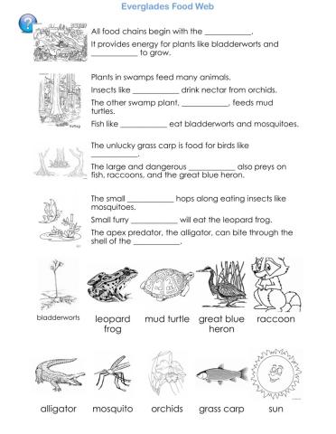 Everglades Food Web - Science Reading