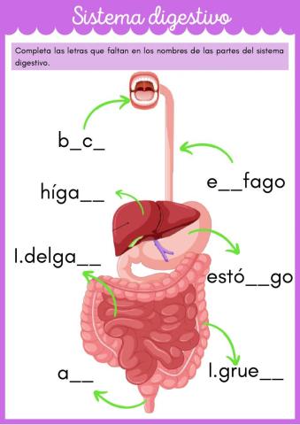 El sistema digestivo