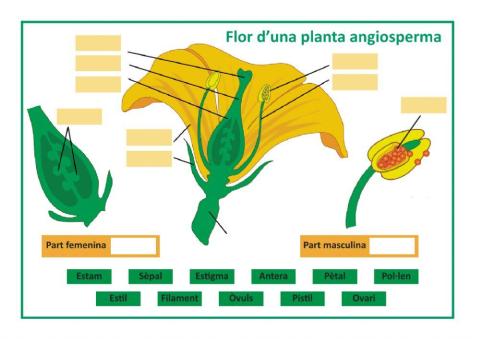 Parts d'una flor angiosperma