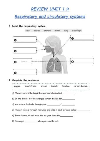 Circulatory and respiratory systems