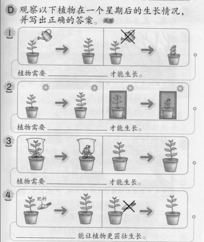 2年级科学（植物）活动本第35页