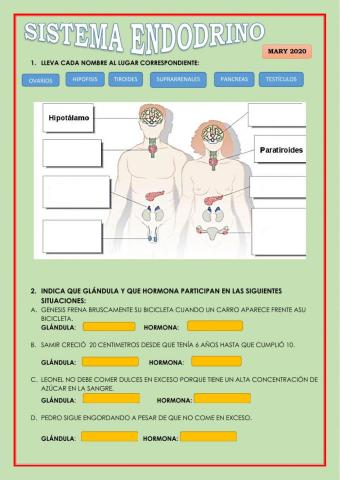 Sistema endocrino quinto