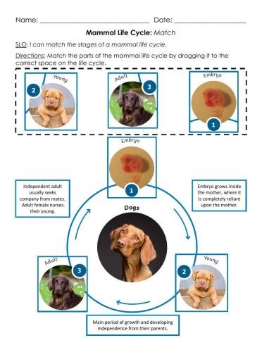 Mammal Life Cycle: Match A