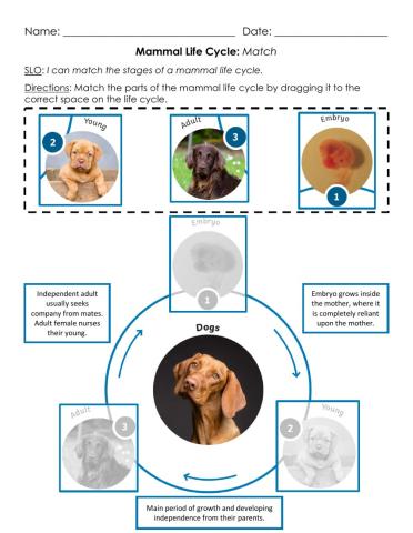 Mammal Life Cycle: Match B