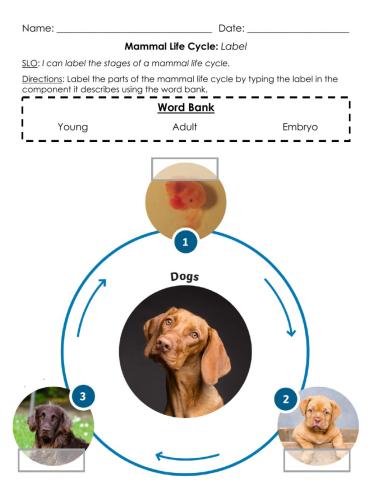 Mammal Life Cycle: Label B