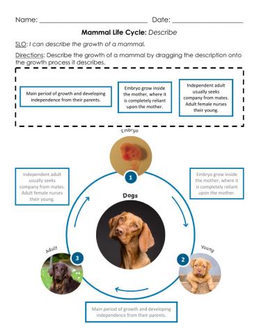 Mammal Life Cycle: Describe A