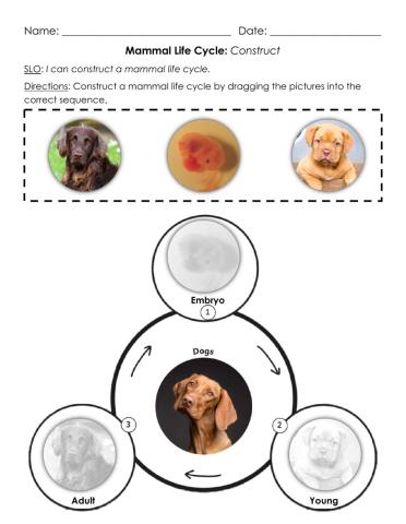 Mammal Life Cycle: Construct A