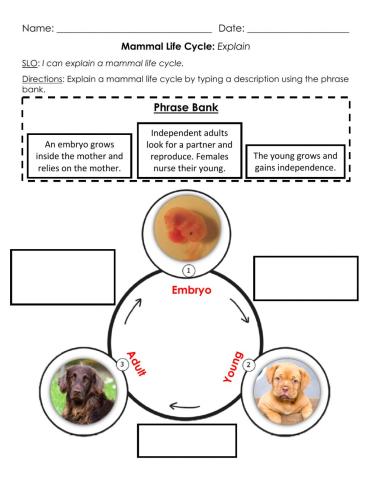 Mammal Life Cycle: Explain B