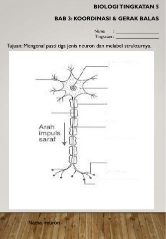 3 Jenis Neuron