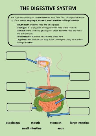 The digestive system