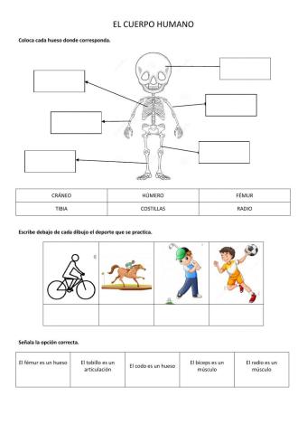 El cuerpo humano