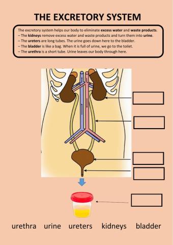 The excretory system