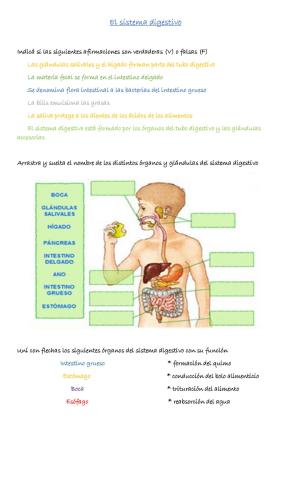 Sistema digestivo