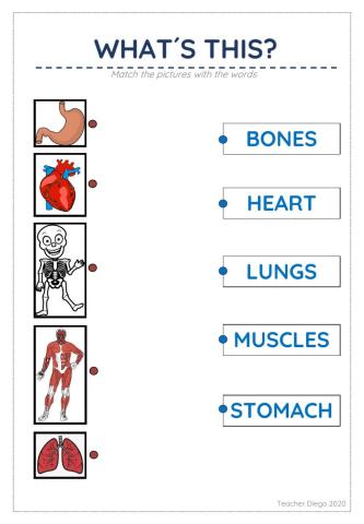 Organs and names